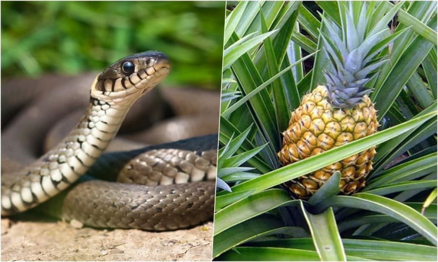 Cây dứa có mùi thơm thu hút rắn Ngoài ra, những loại cây có thể mọc thành giàn lớn, tạo không gian mát mẻ như hoa giấy, hoa lý cũng thu hút loài rắn lục xanh, chị em không nên trồng quanh nhà. 