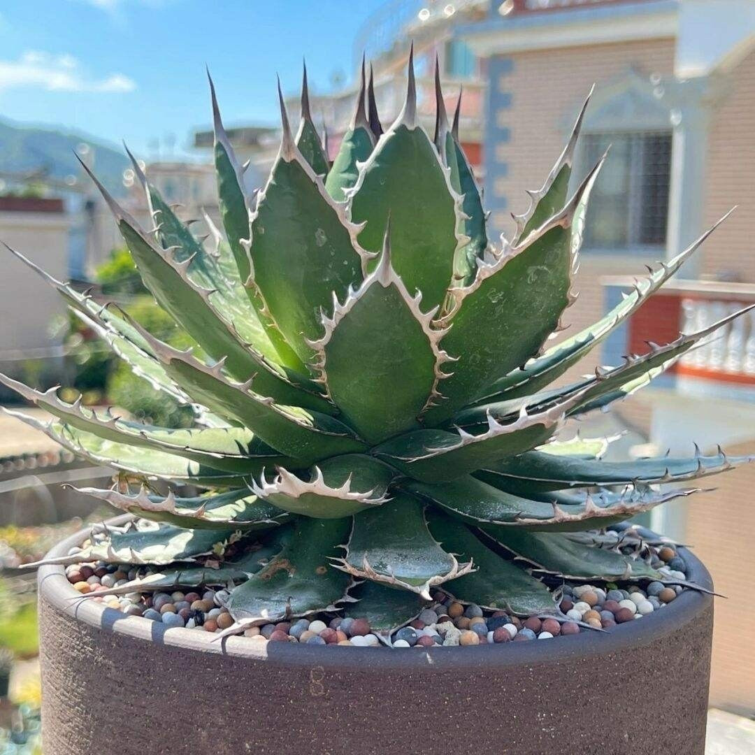 Cây cảnh xấu xí nhưng sống lâu trăm năm, nhà giàu yêu thích - Hình 3 Cay canh xau xi nhung song lau tram nam, nha giau yeu thich-Hinh-3