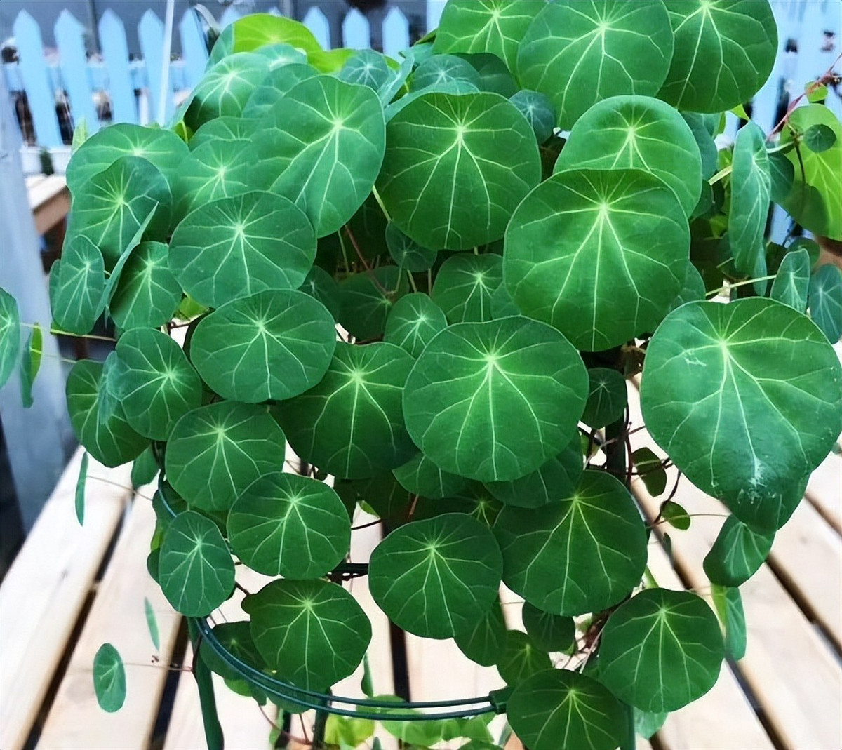 Cây cảnh xấu xí nhưng sống lâu trăm năm, nhà giàu yêu thích - Hình 4 Cay canh xau xi nhung song lau tram nam, nha giau yeu thich-Hinh-4