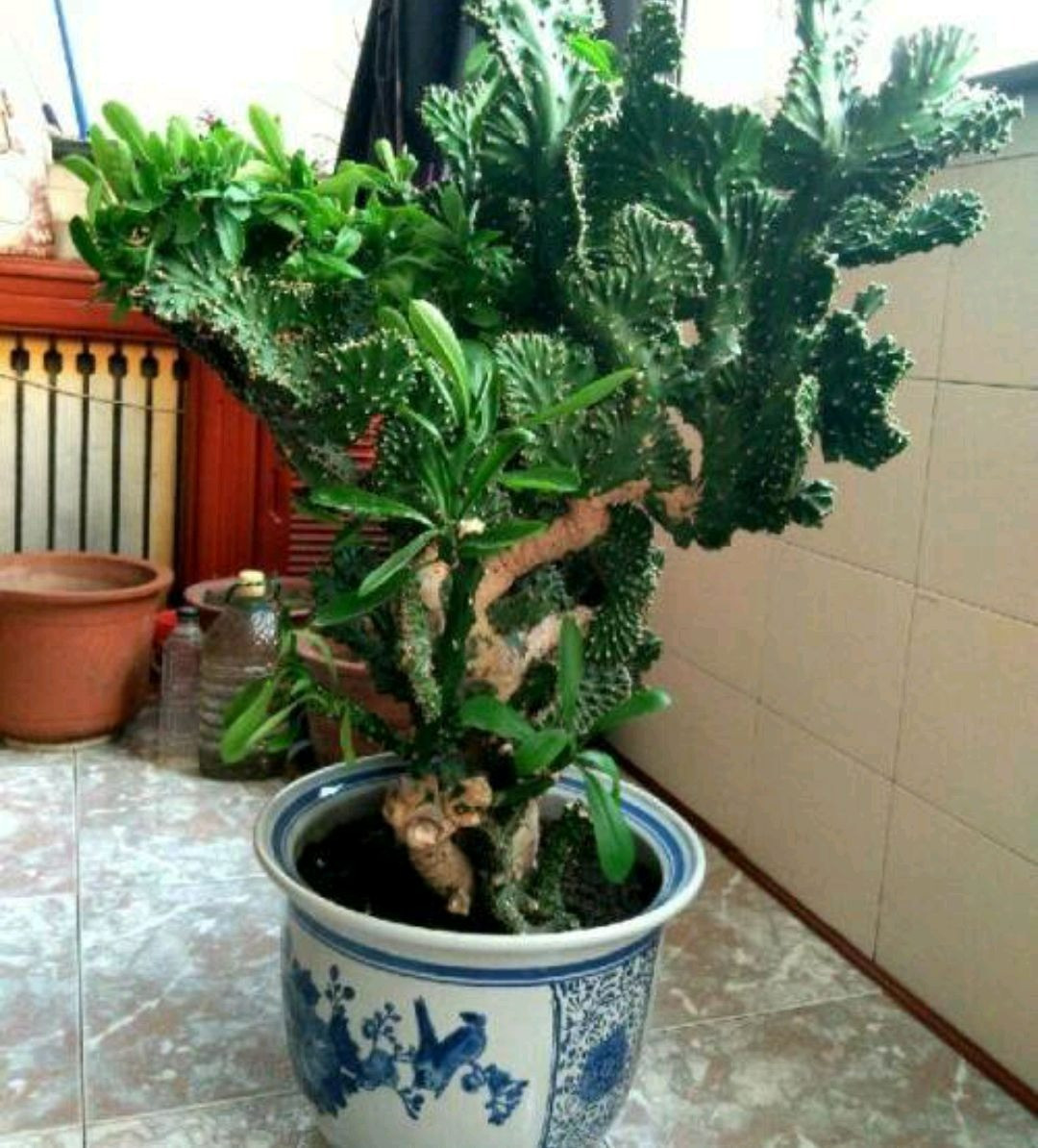 Cây cảnh xấu xí nhưng sống lâu trăm năm, nhà giàu yêu thích - Hình 7 Cay canh xau xi nhung song lau tram nam, nha giau yeu thich-Hinh-7