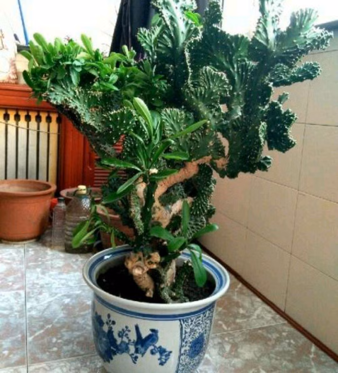 Cay canh xau xi nhung song lau tram nam, nha giau yeu thich-Hinh-7