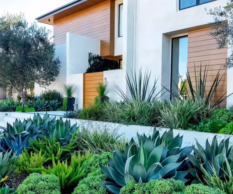 Cay canh xau xi nhung song lau tram nam, nha giau yeu thich-Hinh-2