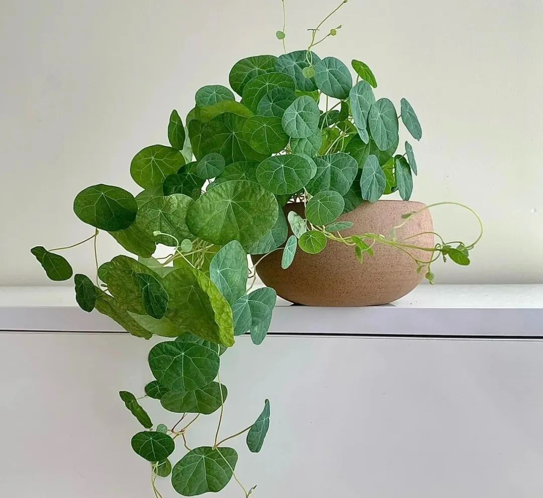 Cây cảnh xấu xí nhưng sống lâu trăm năm, nhà giàu yêu thích - Hình 5 Cay canh xau xi nhung song lau tram nam, nha giau yeu thich-Hinh-5