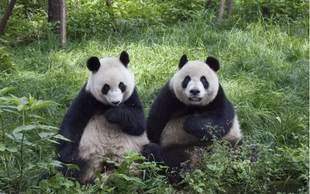 Gau truc khong 'ngay tho' nhu ta tuong, den ho va su tu con so-Hinh-2