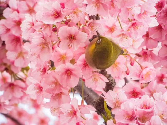 Tet Giap Thin, 5 con giap duoc don phuoc lanh chua tung co-Hinh-5