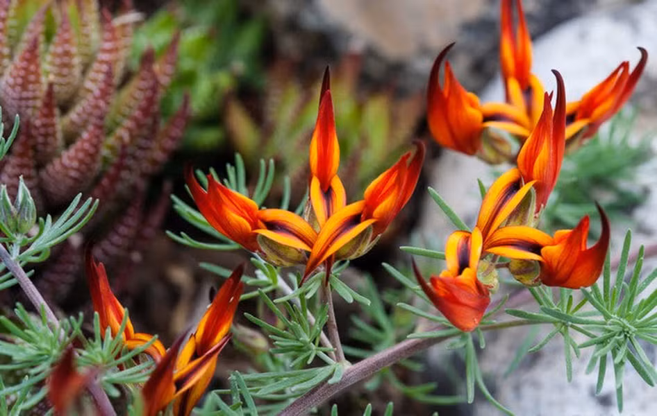 Năm 1884, hoa mỏ vẹt được phân loại vào nhóm hoa cực hiếm của thế giới. Loài hoa này từng bị cho là tuyệt chủng nhưng rất may sau đó một vài mẫu vật được phát hiện tại quê hương của chúng, quần đảo Canary. Hiện nay, hoa mỏ vẹt chỉ được nuôi trồng và nhân giống trong các phòng thí nghiệm.