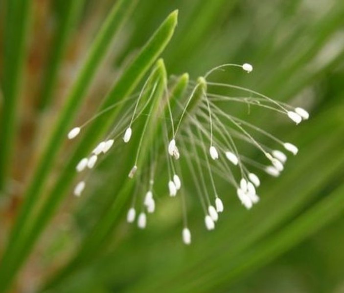 Hoa Ưu Đàm là một trong những loài thực vật thú vị nhất trên thế giới. Nó được cho là loài hoa chỉ nở một lần sau mỗi 3000 năm. Những câu chuyện đã nói rằng sự nở rộ của hoa Ưu Đàm là một dấu hiệu về sự tái sinh của Đức Phật. Đó là lý do tại sao phải mất 3000 năm để nở hoa. Nó rất nhỏ và tạo ra mùi giống như mùi gỗ đàn hương. Hoa Ưu Đàm có thể được nhìn thấy ở Trung Quốc, Hàn Quốc, Đài Loan và ở Mỹ trong những thời gian hiếm hoi.
