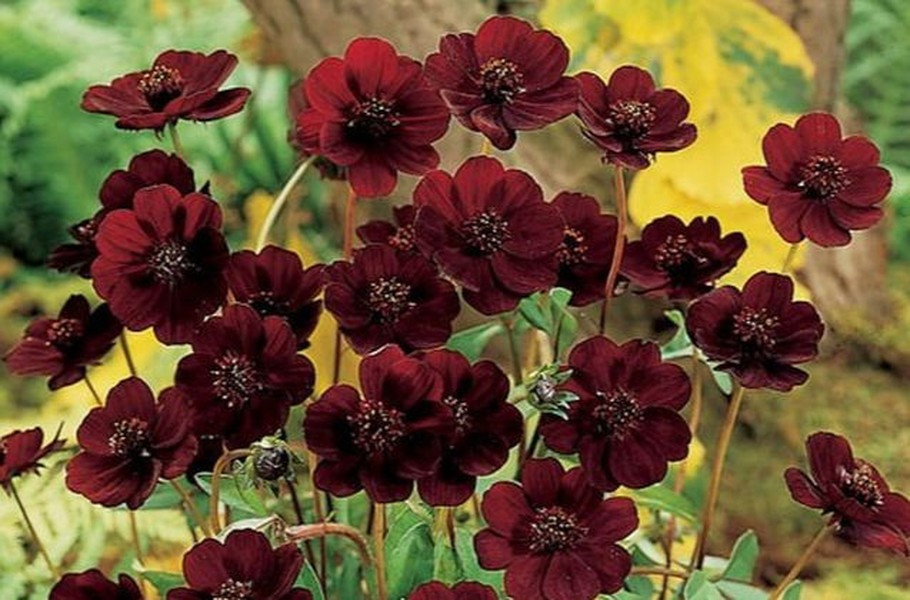 Loài hoa này chỉ có thể được tìm thấy tại Mexico và đã được cho là tuyệt chủng trong tự nhiên hơn 100 năm nay. Nhưng sau đó, những bông hoa hiếm hoi này lại một lần nữa được tìm thấy. Cúc vạn thọ có màu nâu như màu sô cô la, đường kính từ 3-4cm. Vào mùa hè, những cánh hoa thường toát ra mùi socola rất thơm. 