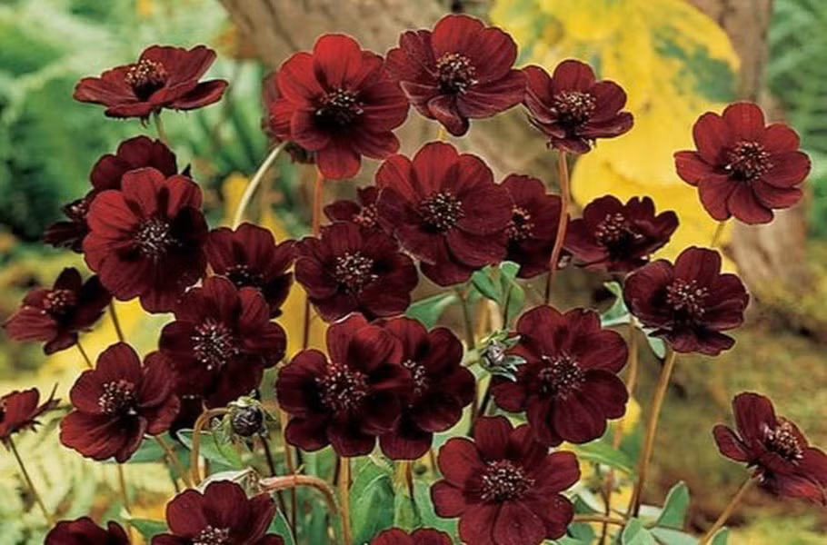 Loài hoa này chỉ có thể được tìm thấy tại Mexico và đã được cho là tuyệt chủng trong tự nhiên hơn 100 năm nay. Nhưng sau đó, những bông hoa hiếm hoi này lại một lần nữa được tìm thấy. Cúc vạn thọ có màu nâu như màu sô cô la, đường kính từ 3-4cm. Vào mùa hè, những cánh hoa thường toát ra mùi socola rất thơm. 