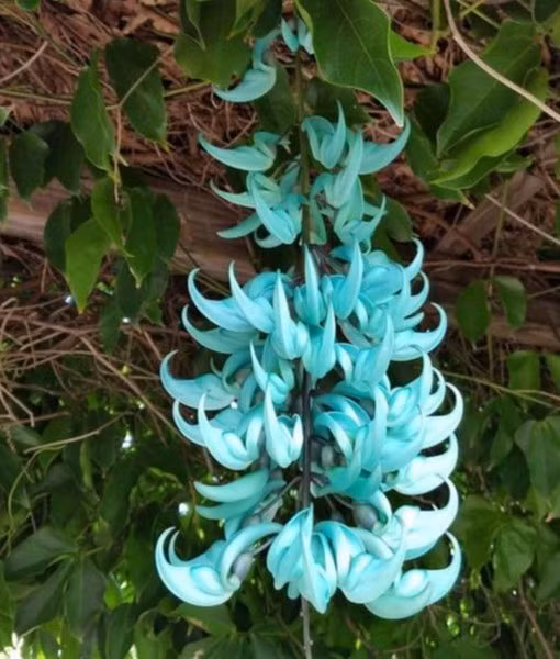 Hoa Móng Cọp là một loài thân gỗ quý hiếm và có nguồn gốc từ rừng mưa nhiệt đới của Philippines. Nó là một loài thuộc họ đậu. Hoa của loài cây này như một dải băng phủ dài có khi đạt đến 3 mét. Màu sắc của hoa có thể thay đổi từ màu xanh lá thành màu xanh bạc hà. Đây là một loài hoa cần được bảo vệ bởi nguy cơ tuyệt chủng do sự tàn phá môi trường sống và giảm côn trùng thụ phấn tự nhiên.