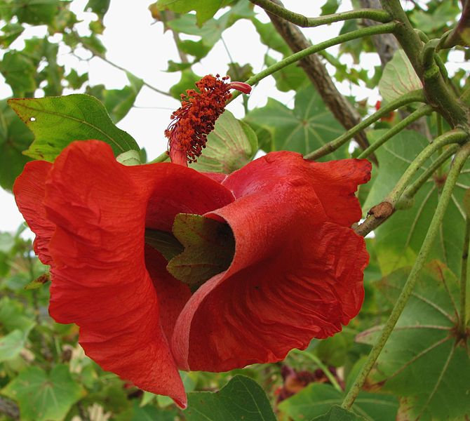 Loài hoa cực kỳ hiếm này chỉ sống ở Hawaii. Năm 1860, người ta phát hiện ra hoa Kokai cookei, khi đó nó chỉ có đúng 3 cá thể còn tồn tại trên thế giới. Hoa này được chứng minh rằng quá khó khăn để bảo tồn, cây Kokai cuối cùng trong số 3 cây tìm được đã chết vào năm 1950, khi đó loài hoa này được coi rằng đã tuyệt chủng. Sau đó, điều kỳ diệu đã xảy ra, một nhánh của hoa Kokai đã được cứu và nhân giống thành 23 cá thể sinh sống tới ngày nay.