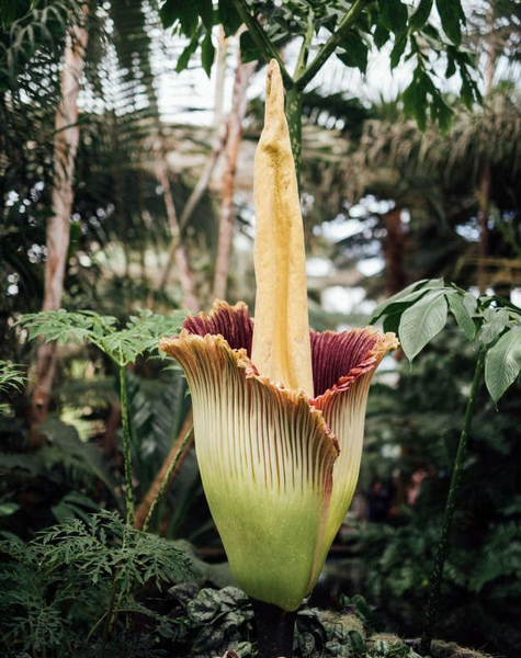 Corpse là loài hoa vô cùng đặc biệt. Nó không có thân, lá và rễ. Nó phát ra mùi thịt thối rất hăng để thu hút ruồi và bọ cánh cứng để thụ phấn cho nó. Corpse chỉ có thể được tìm thấy ở Sumatra. Đây là một thực vật quý hiếm được biết đến với chiều cao ấn tượng lên đến 6 feet. Hoa Corpse được cho là loài hoa hiếm nhất, lớn nhất và dễ bị tuyệt chủng nhất thế giới.