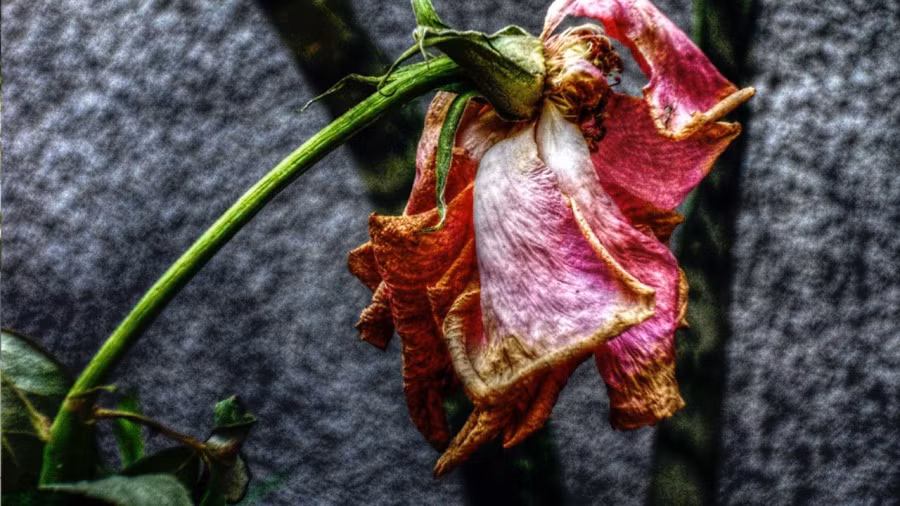 'Trong nhà có 4 điều, tương lai không ly cũng diệt' là gì? 'Trong nha co 4 dieu, tuong lai khong ly cung diet' la gi?