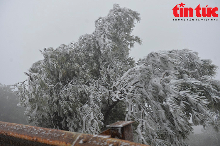 Mau Son co tuyet, nguoi nguoi hao huc “di san“-Hinh-8