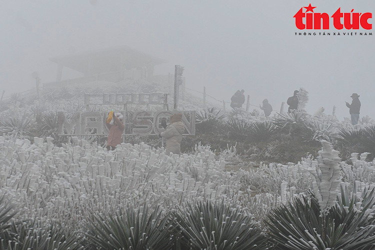 Mau Son co tuyet, nguoi nguoi hao huc “di san“