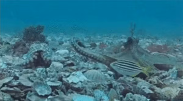 Phat hien thoi quen moi ky la cua sinh vat thong minh nhat dai duong