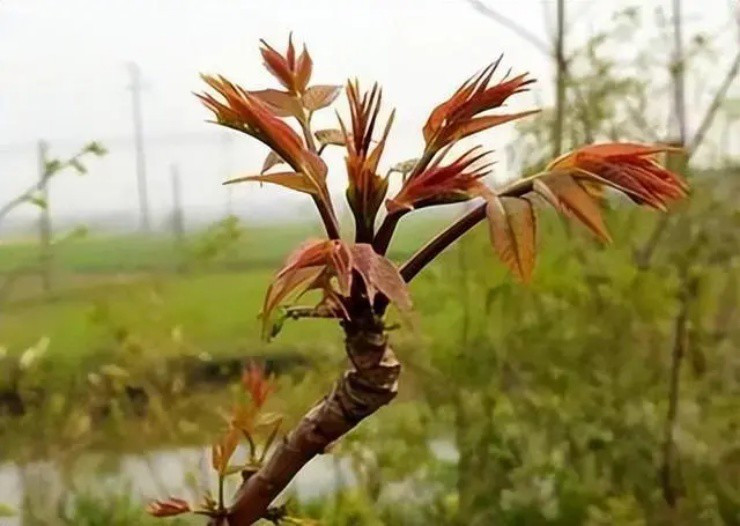 La dung tien vua, gan 1 trieu/kg gio sao it nguoi trong?-Hinh-2