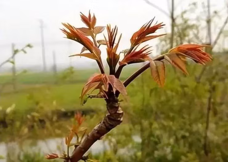 La dung tien vua, gan 1 trieu/kg gio sao it nguoi trong?-Hinh-2