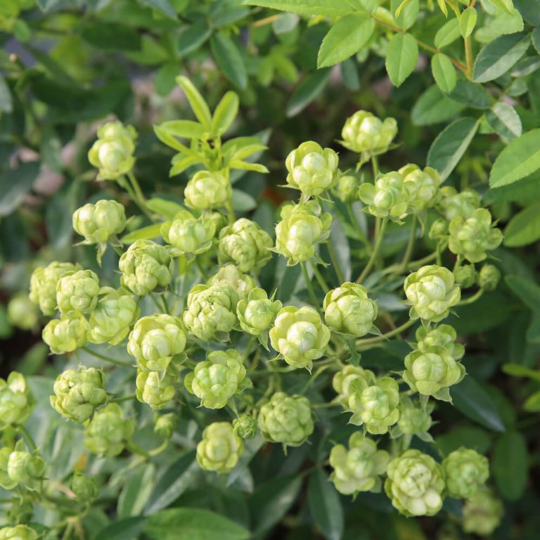 Hoa hồng màu xanh lá gây sốt, giá mỗi nơi một kiểu? - Hình 2 Hoa hong mau xanh la gay sot, gia moi noi mot kieu?-Hinh-2