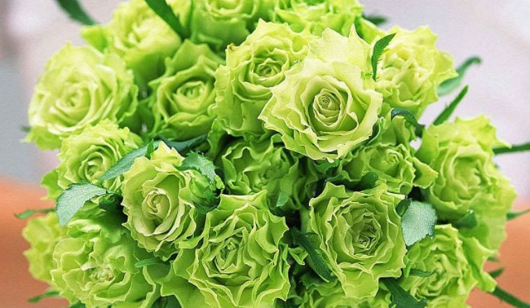 Hoa hồng màu xanh lá gây sốt, giá mỗi nơi một kiểu? Hoa hong mau xanh la gay sot, gia moi noi mot kieu?