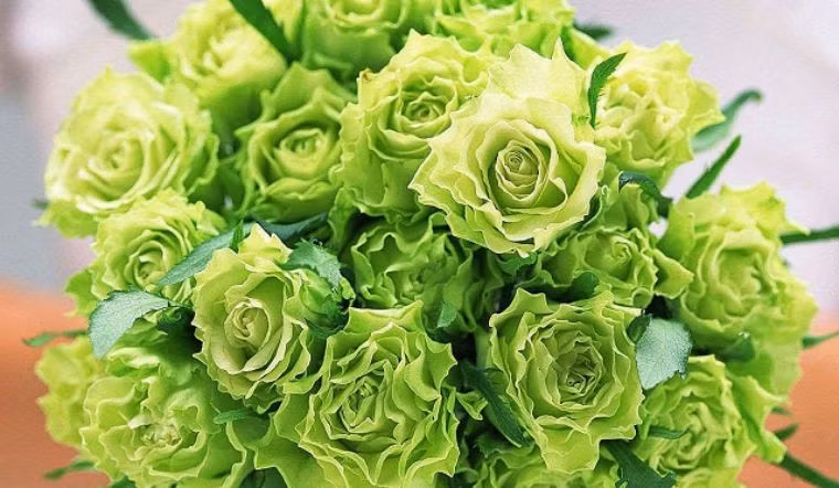 Hoa hong mau xanh la gay sot, gia moi noi mot kieu?