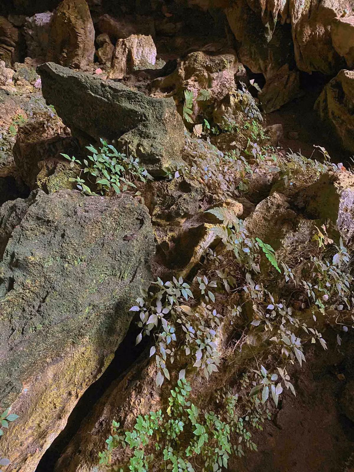 Hang Kho Muong hoang so o mien nui Thanh Hoa co gi?-Hinh-5