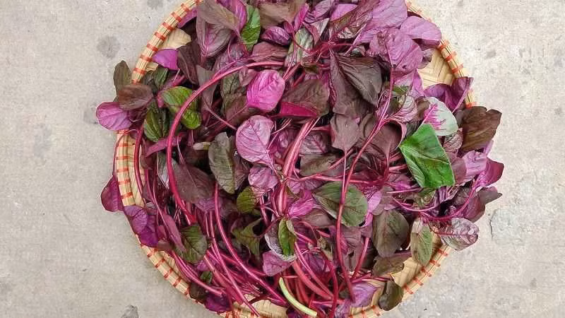 Tu 'rau nha ngheo', len doi thanh rau dac san