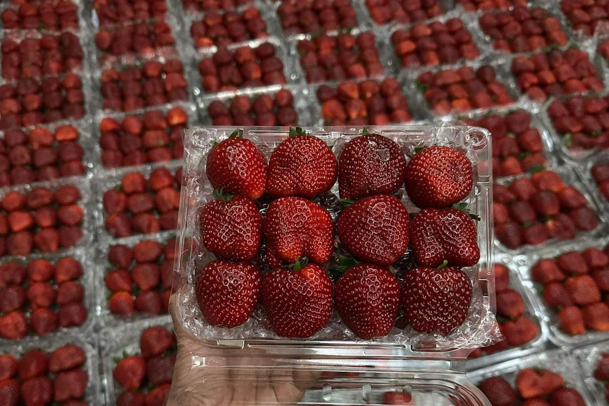 Dâu tây 50.000 đồng/hộp, chất lượng thế nào? Dau tay 50.000 dong/hop, chat luong the nao?