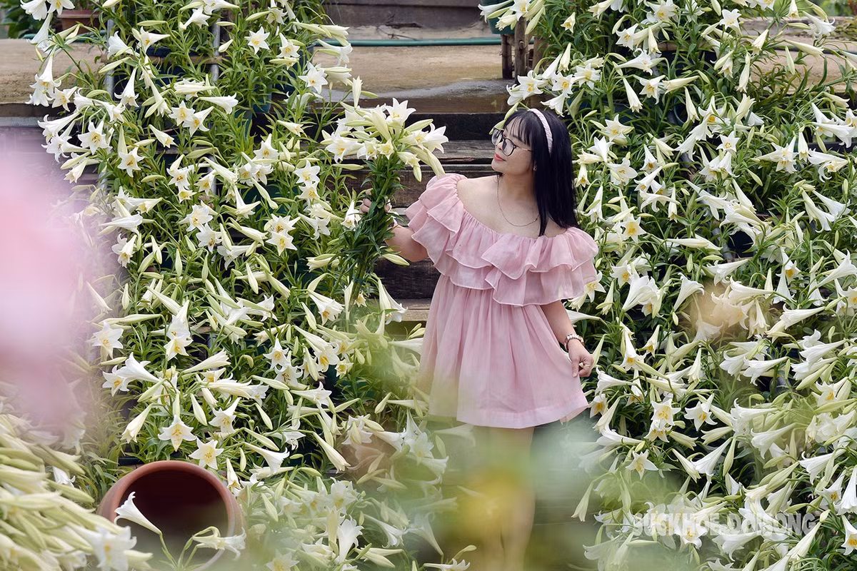 Ngo ngang mau trang tinh khoi cua hoa loa ken thang 4-Hinh-5