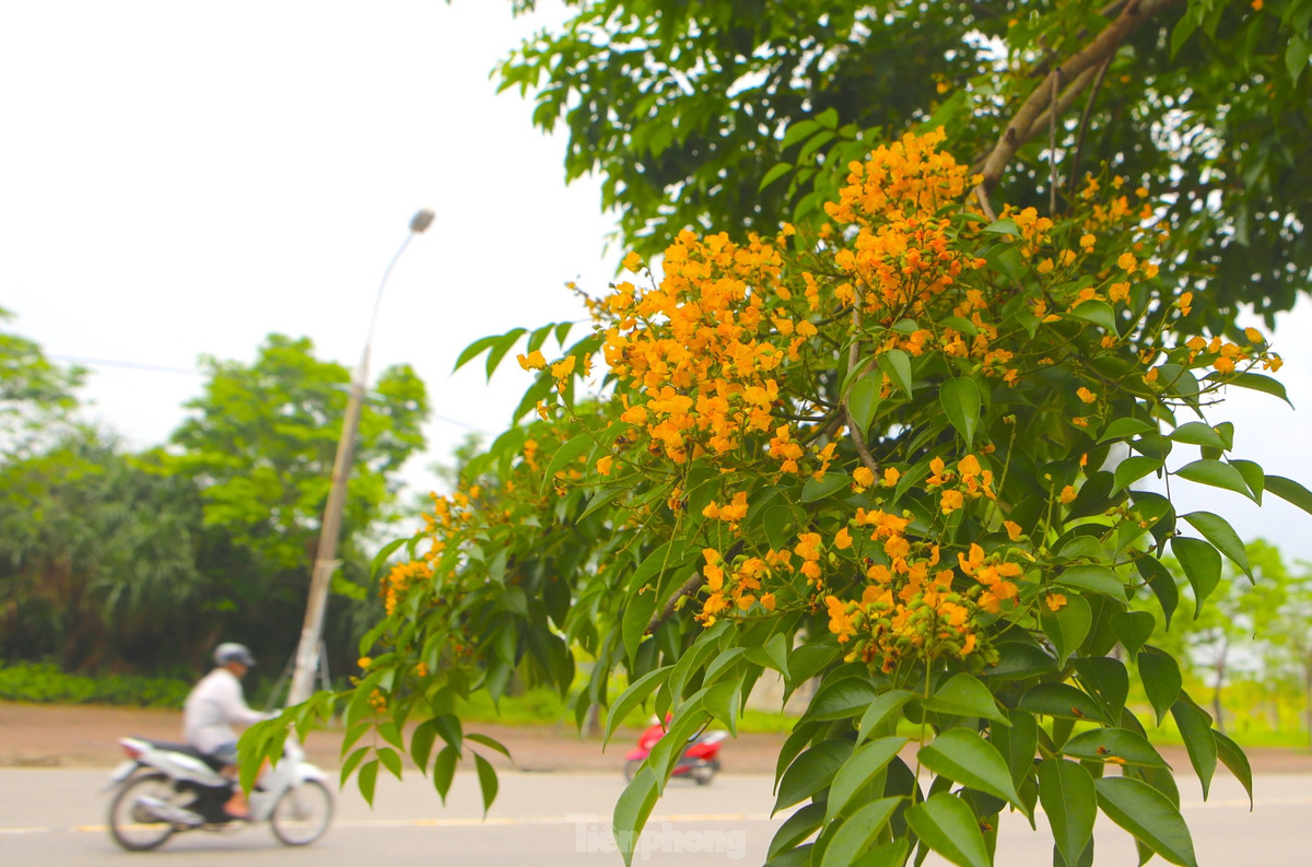 Hà Tĩnh rực rỡ sắc vàng hoa giáng hương - Hình 3 Ha Tinh ruc ro sac vang hoa giang huong-Hinh-3