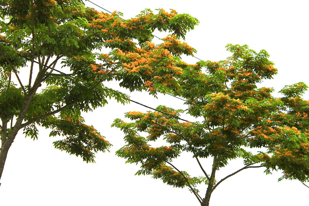 Hà Tĩnh rực rỡ sắc vàng hoa giáng hương - Hình 6 Ha Tinh ruc ro sac vang hoa giang huong-Hinh-6