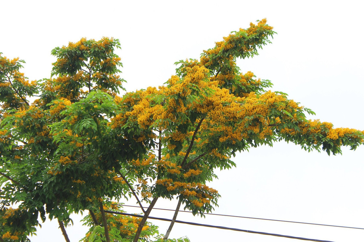 Hà Tĩnh rực rỡ sắc vàng hoa giáng hương - Hình 7 Ha Tinh ruc ro sac vang hoa giang huong-Hinh-7