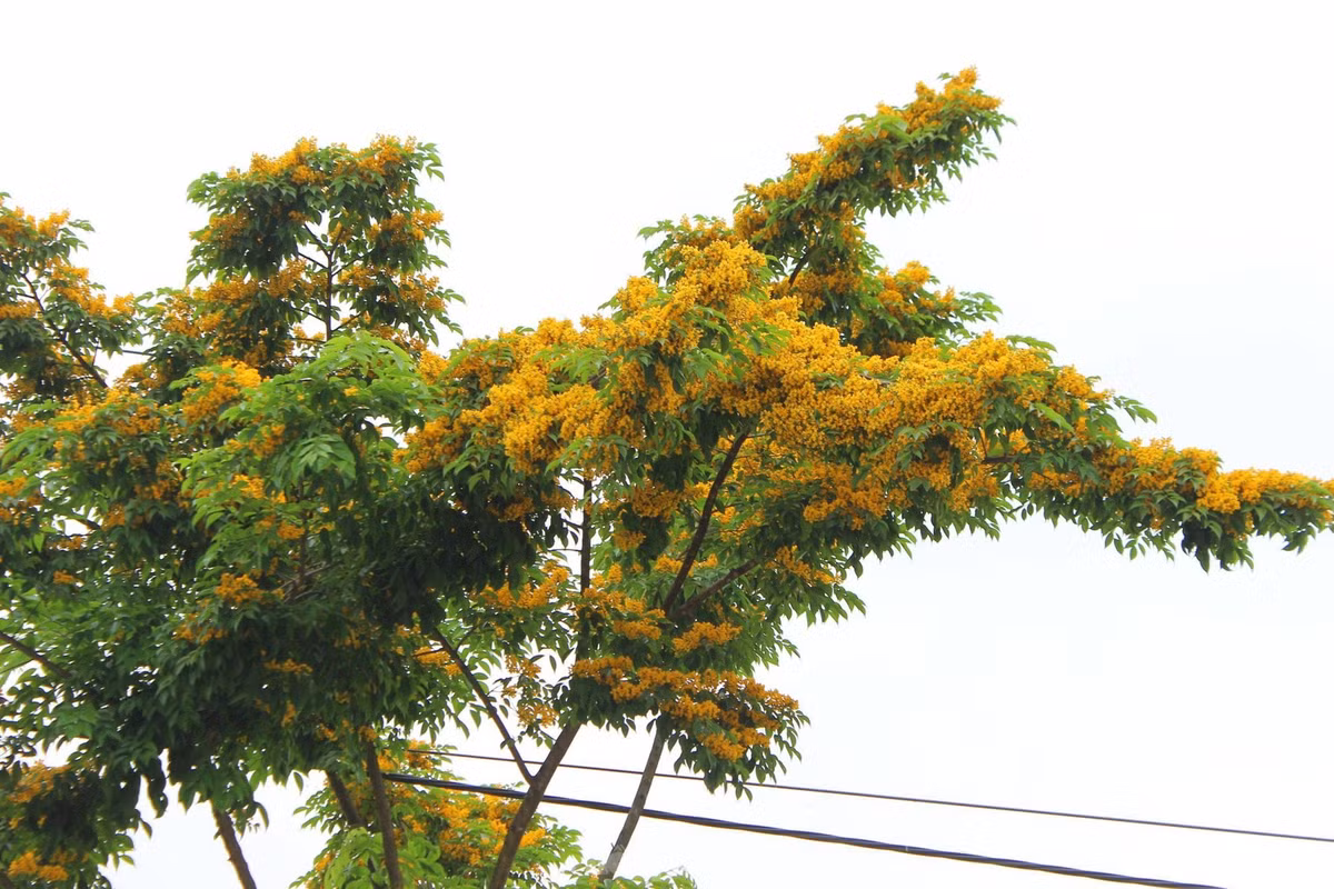 Ha Tinh ruc ro sac vang hoa giang huong-Hinh-7