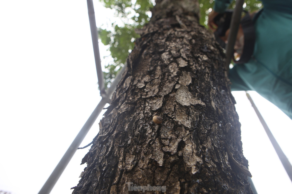 Hà Tĩnh rực rỡ sắc vàng hoa giáng hương - Hình 2 Ha Tinh ruc ro sac vang hoa giang huong-Hinh-2
