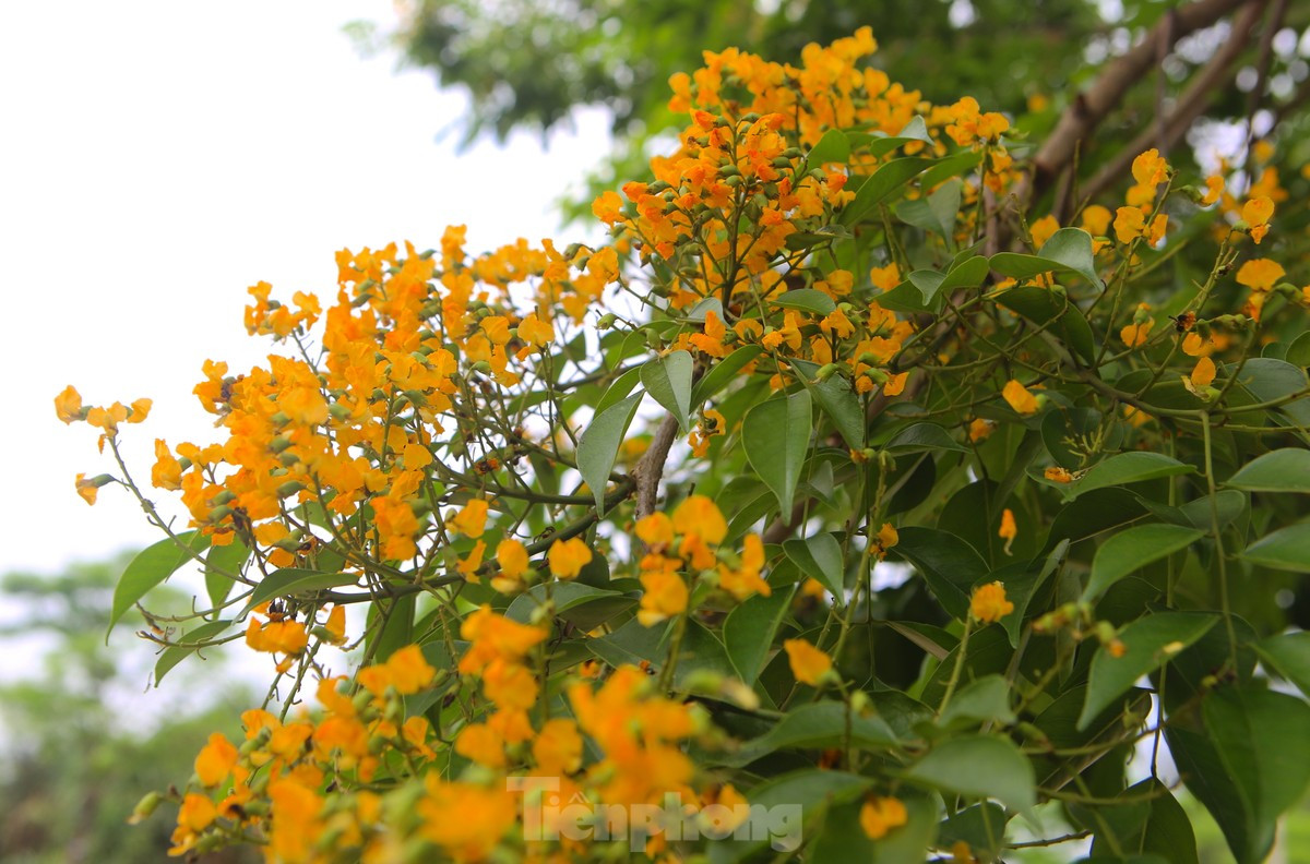 Hà Tĩnh rực rỡ sắc vàng hoa giáng hương - Hình 9 Ha Tinh ruc ro sac vang hoa giang huong-Hinh-9