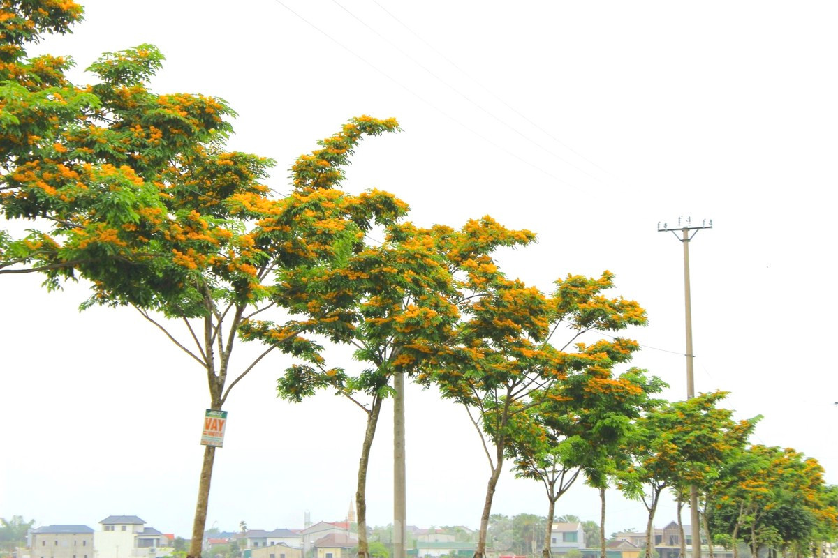 Hà Tĩnh rực rỡ sắc vàng hoa giáng hương - Hình 4 Ha Tinh ruc ro sac vang hoa giang huong-Hinh-4