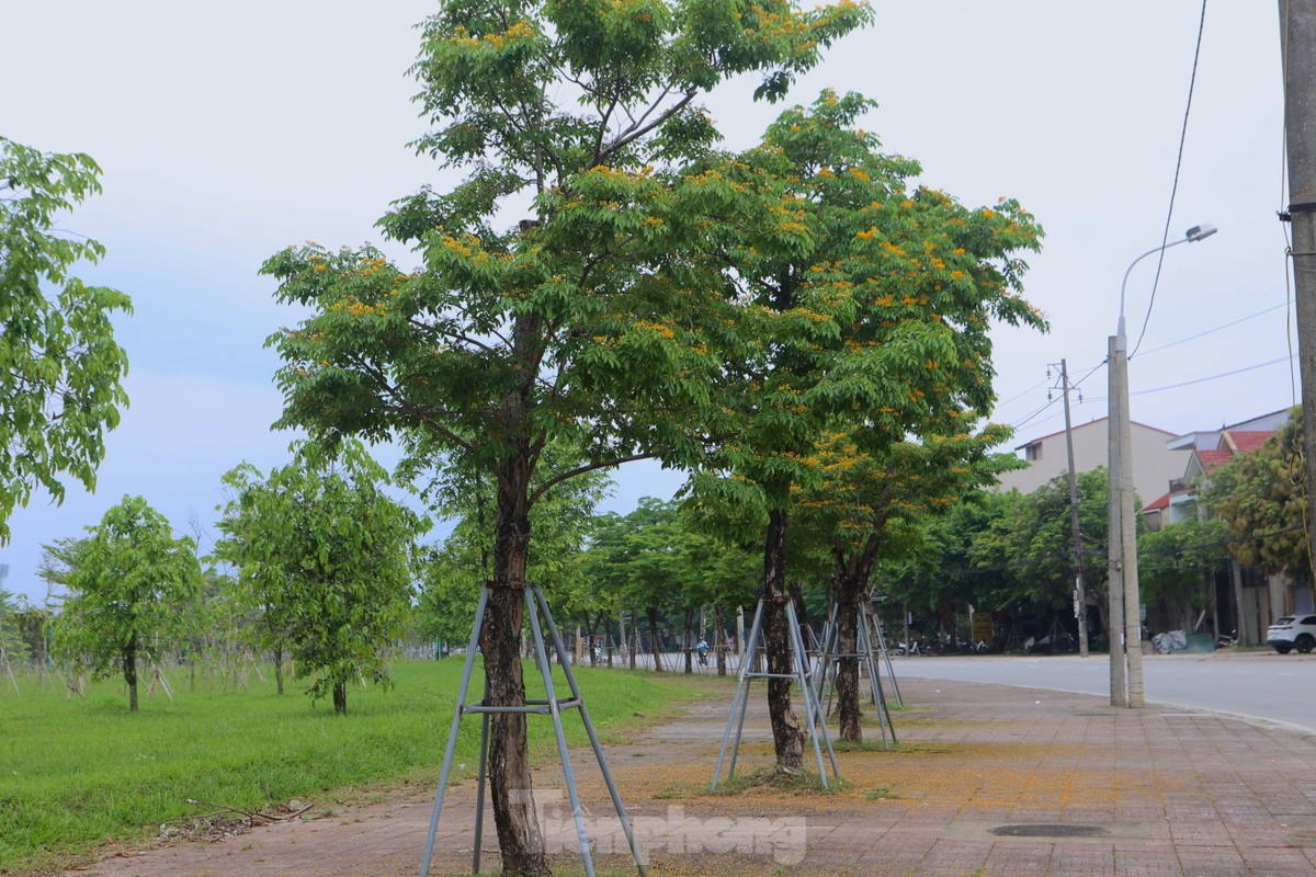 Hà Tĩnh rực rỡ sắc vàng hoa giáng hương - Hình 5 Ha Tinh ruc ro sac vang hoa giang huong-Hinh-5