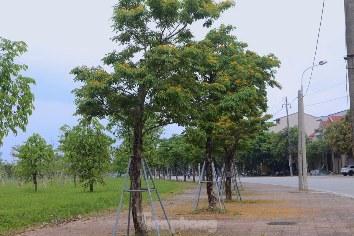 Ha Tinh ruc ro sac vang hoa giang huong-Hinh-5