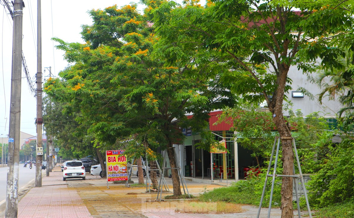 Hà Tĩnh rực rỡ sắc vàng hoa giáng hương - Hình 8 Ha Tinh ruc ro sac vang hoa giang huong-Hinh-8