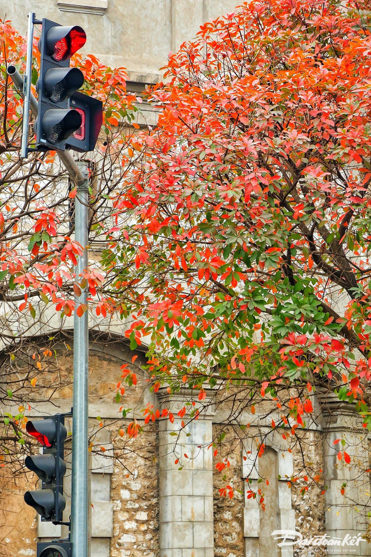 Mua cay thay la, Ha Noi dep ngo ngang-Hinh-5