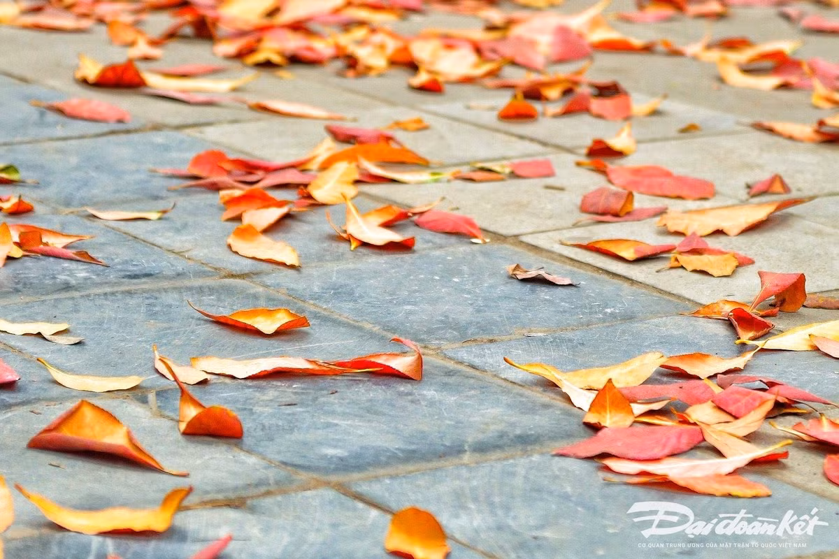 Mua cay thay la, Ha Noi dep ngo ngang-Hinh-2