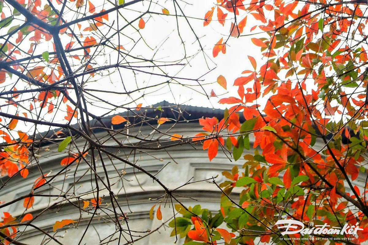Mua cay thay la, Ha Noi dep ngo ngang-Hinh-6