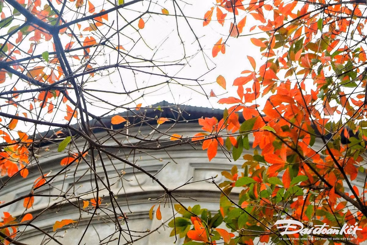 Mua cay thay la, Ha Noi dep ngo ngang-Hinh-6
