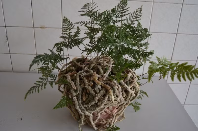 Cây cảnh “trăm chân” lông lá đến sởn gai ốc - Hình 8 Cay canh “tram chan” long la den son gai oc-Hinh-8