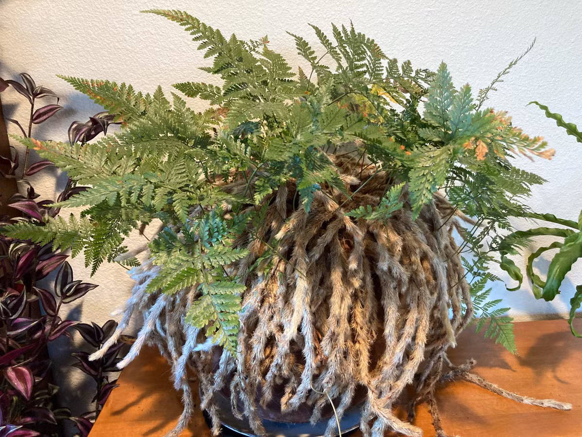 Cây cảnh “trăm chân” lông lá đến sởn gai ốc - Hình 2 Cay canh “tram chan” long la den son gai oc-Hinh-2