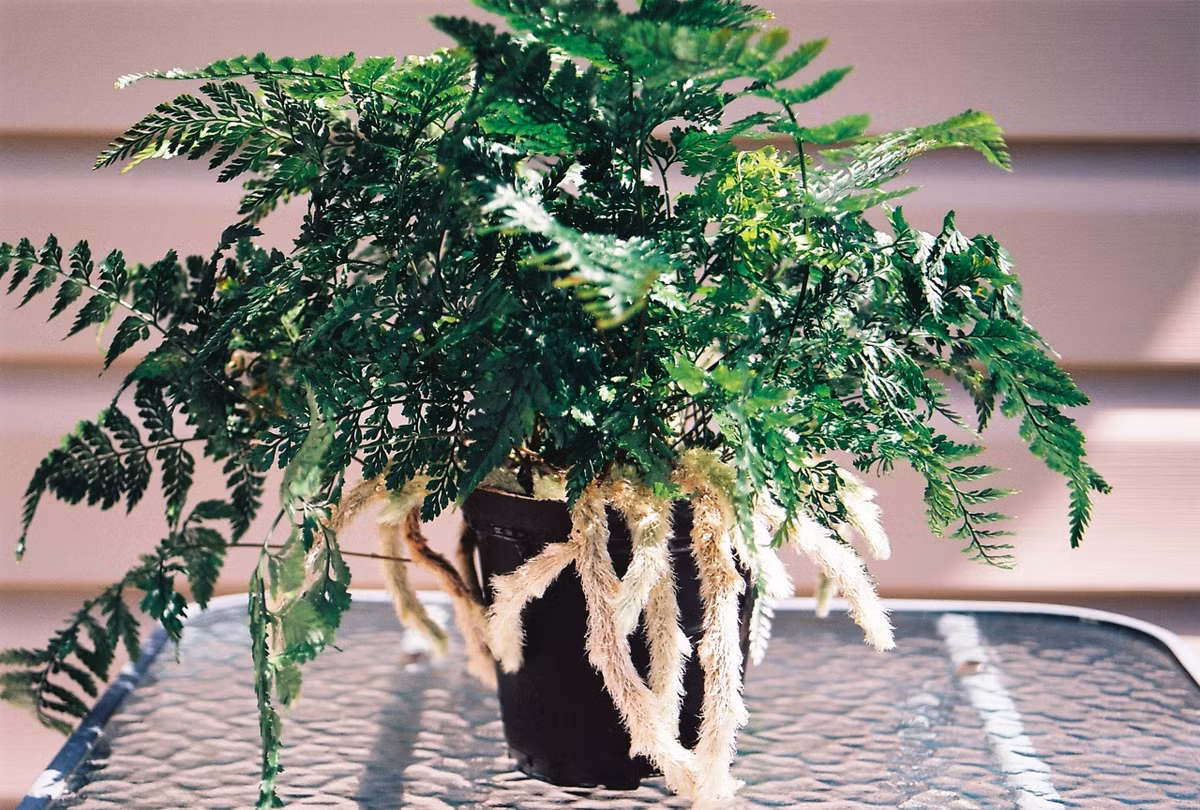 Cây cảnh “trăm chân” lông lá đến sởn gai ốc Cay canh “tram chan” long la den son gai oc