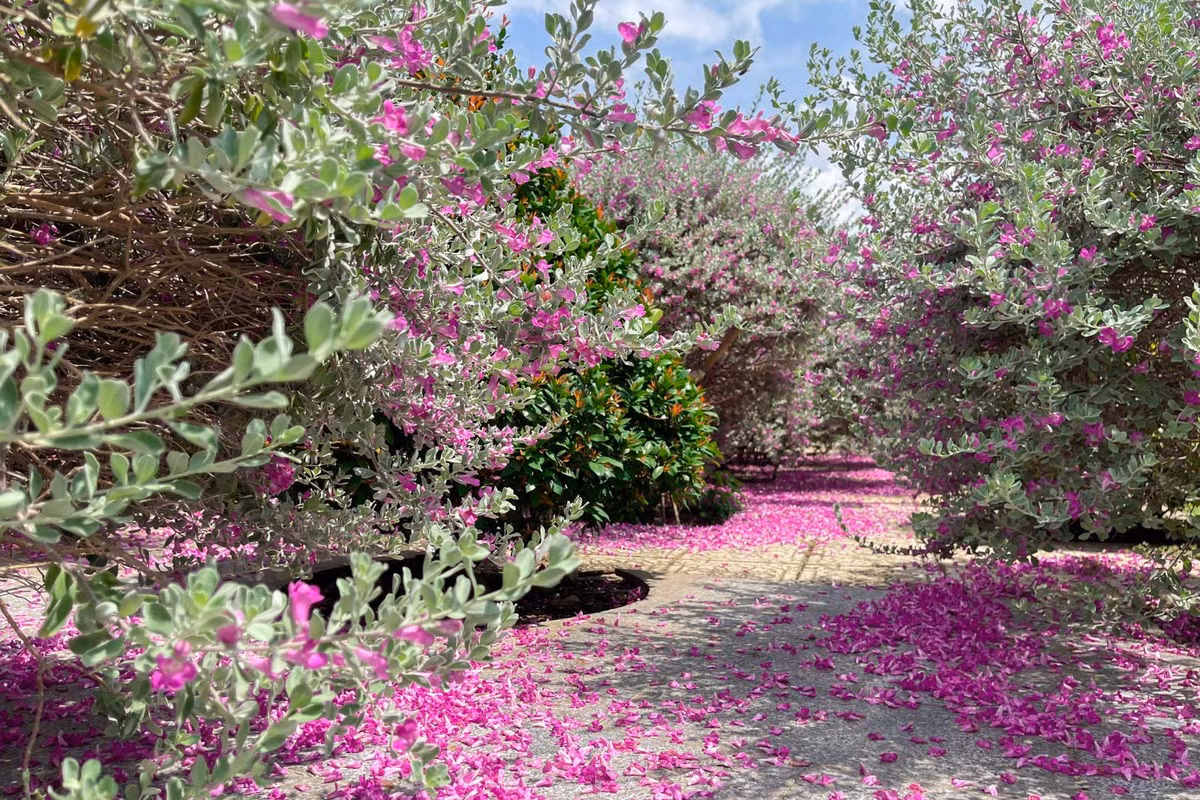 Check-in “thanh canh” tai vuon hoa tuyet son phi hong TP. HCM-Hinh-6