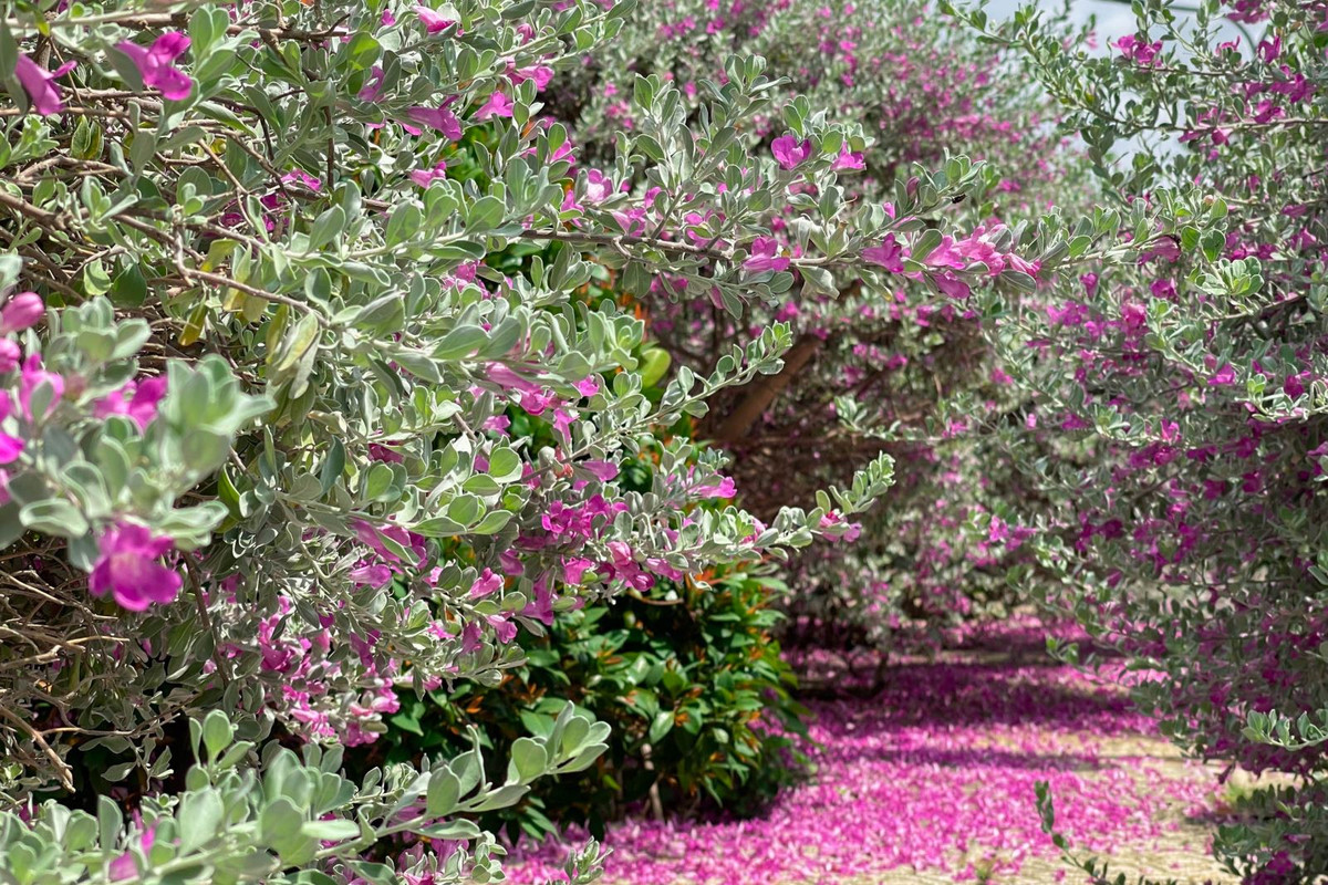 Check-in “thanh canh” tai vuon hoa tuyet son phi hong TP. HCM-Hinh-7