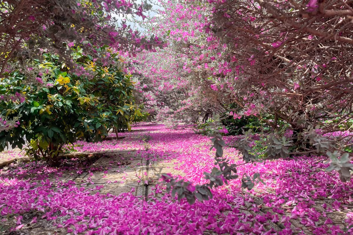 Check-in “thanh canh” tai vuon hoa tuyet son phi hong TP. HCM