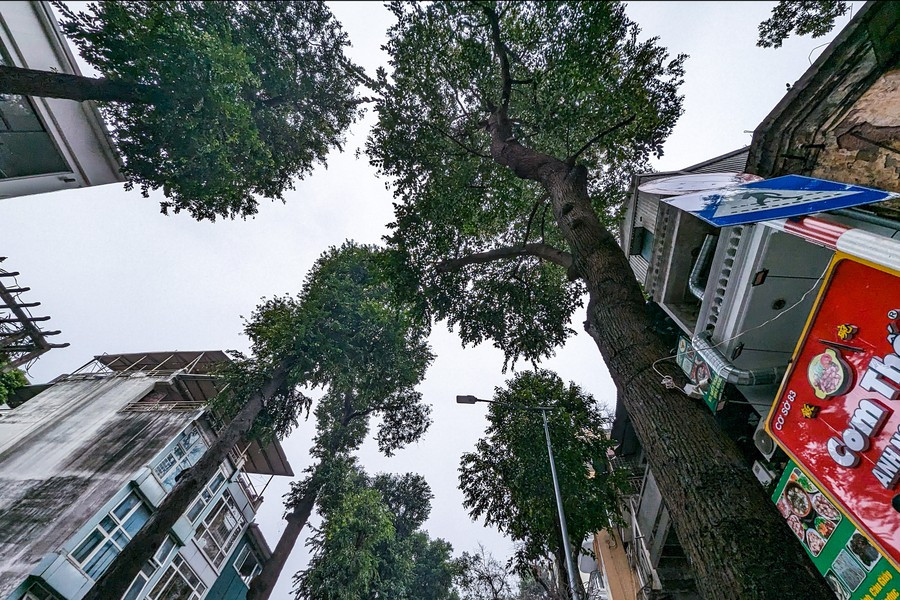 Ha Noi: ngam hang cay sao den tram tuoi tren pho Lo Duc-Hinh-12